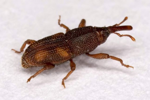 Rice weevil - rizs pest és gabona növények